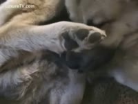 Beastiality porn video with a brown dog